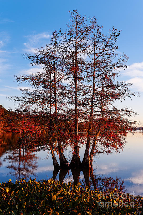 Stand of Bald Cypress trees at BA Steinhagen Lake in ...