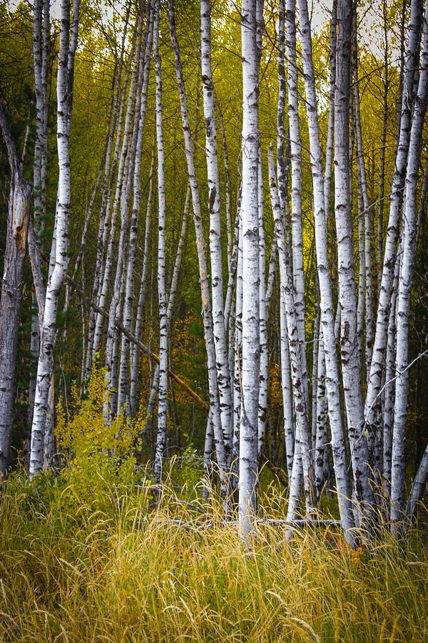 Stand of Birch Trees Photograph by Patricia Babbitt