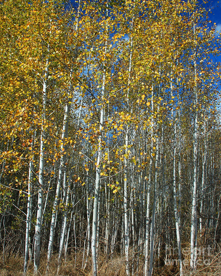 Stand of Quaking Aspen Photograph by Chuck Flewelling