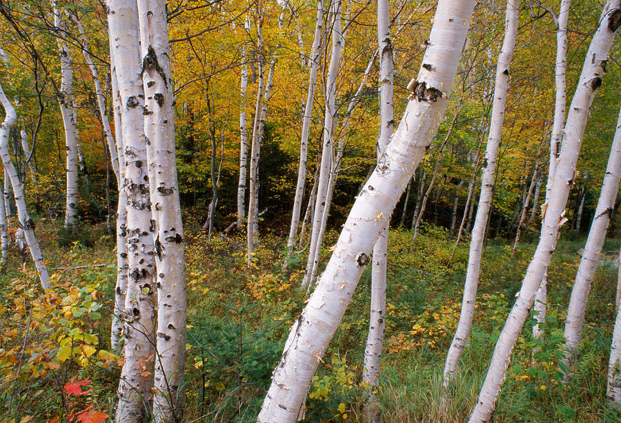 Nature Photograph - Stand Of White Birch Trees by Panoramic Images