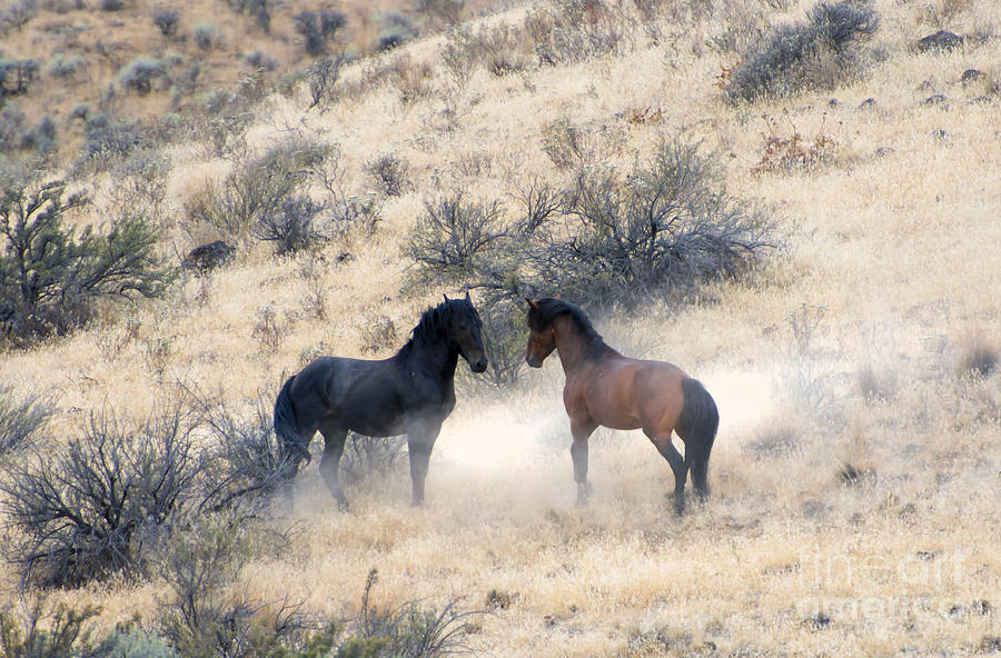 Horse Photograph - Stand-Off by Michael Dawson