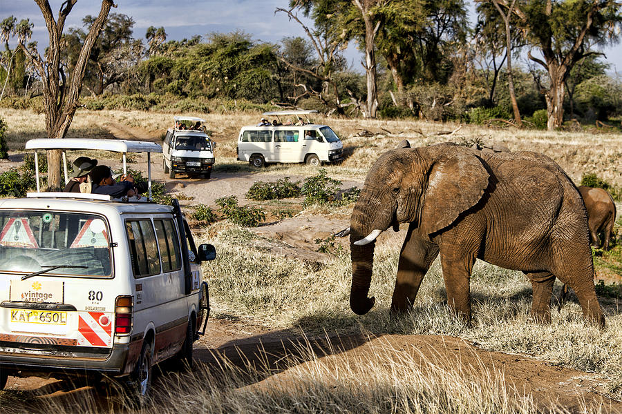 Stand Off Photograph by Wendy White - Fine Art America