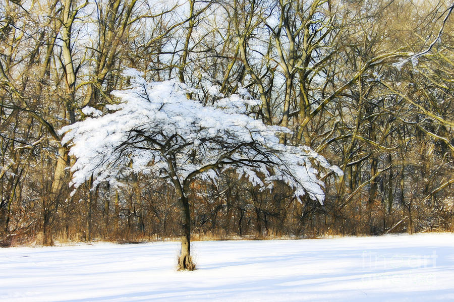 Stand Out from the Crowd Photograph by Patty Colabuono