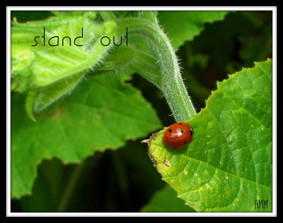 Ladybug Photograph - Stand Out by Heidi Manly