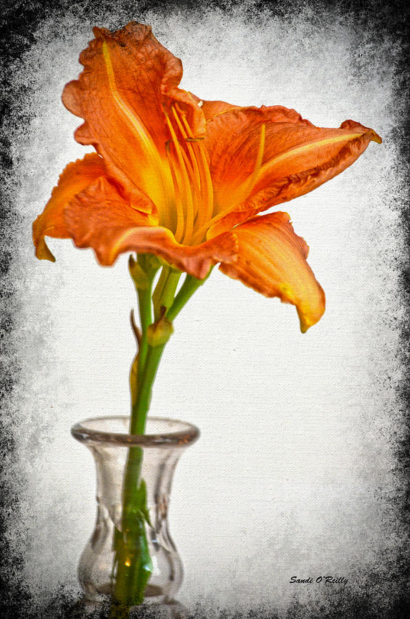 Stand Out Lily Photograph by Sandi OReilly