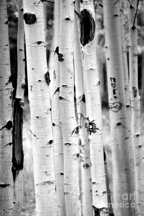 Nature Photograph - Stand tall Aspens by Ruth Jolly
