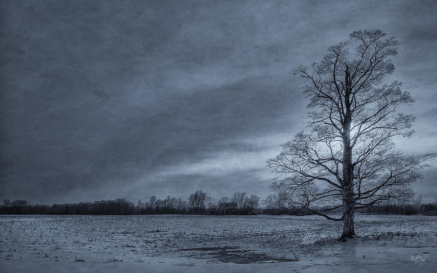 Winter Photograph - Stand Tall by Everet Regal