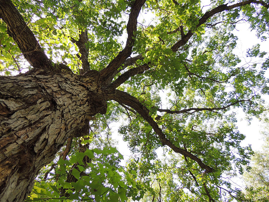 Stand Tall Photograph by Laura Sanchez Regalado - Fine Art America