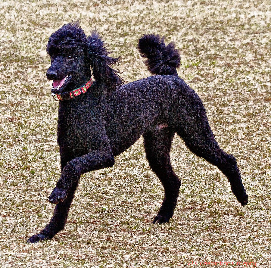Standard Poodle Photograph by Constantine Gregory