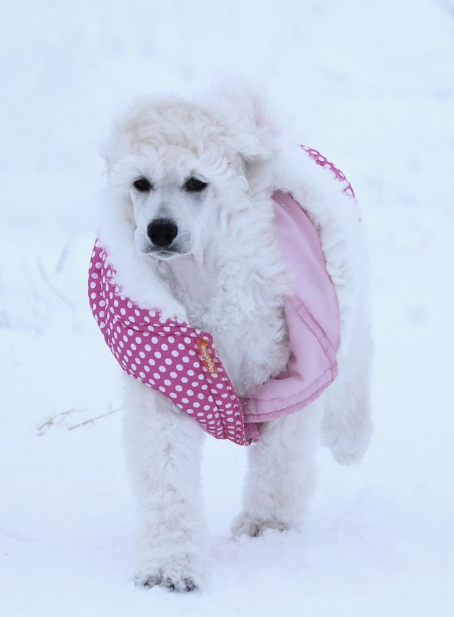 Standard Poodle In Winter Photograph by Lisa DiFruscio - Fine Art America