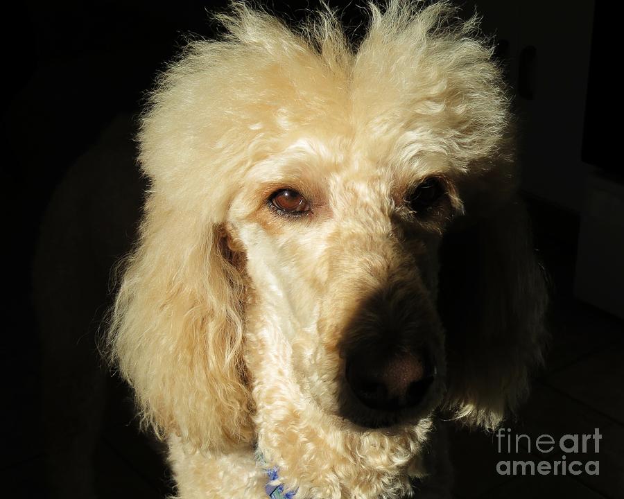 Standard Poodle Photograph by Judy Via-Wolff