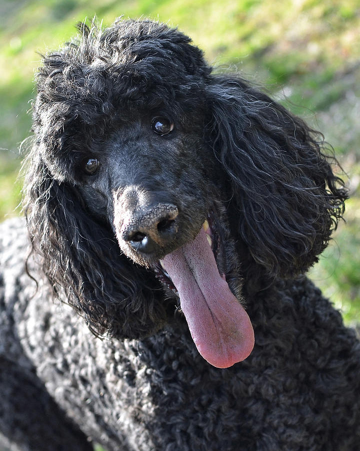 Standard Poodle Photograph by Lisa Phillips