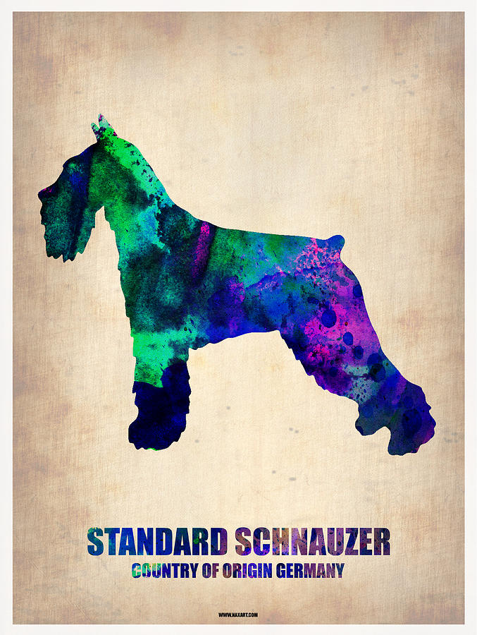 Dog Painting - Standard Schnauzer Poster by Naxart Studio