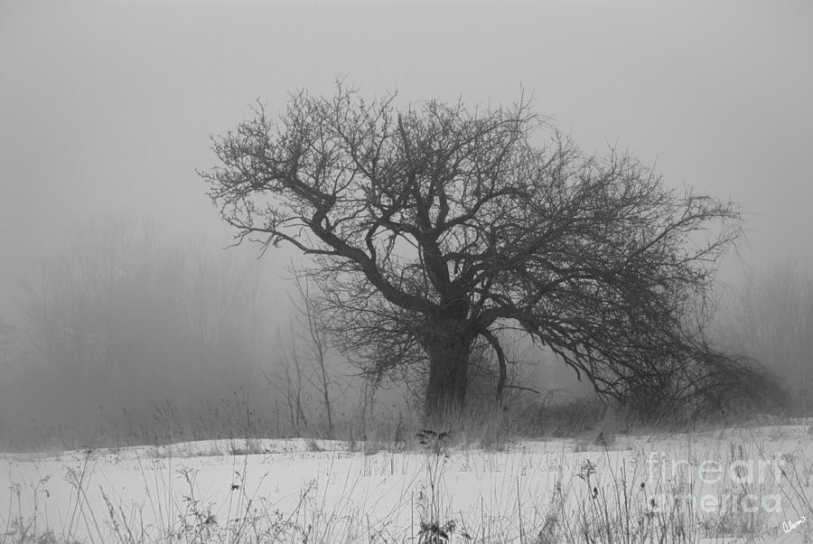 Tree Photograph - Standing Alone by Alana Ranney