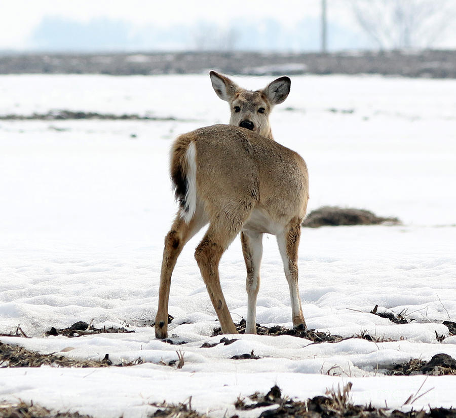 Deer Photograph - Standing alone by Lori Tordsen