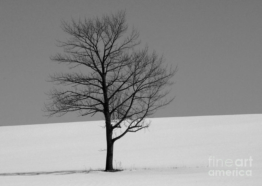 Standing Alone Photograph by Margaret Hamilton
