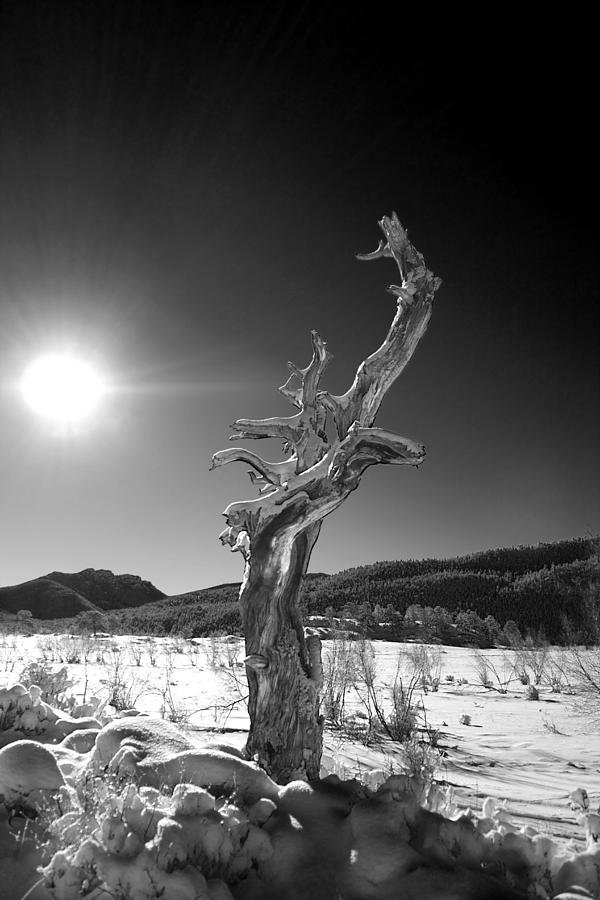 Rocky Mountain National Park Photograph - Standing Alone by Shane Bechler