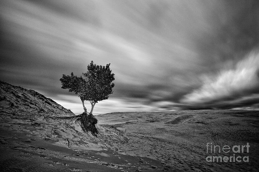 Standing Alone Photograph By Todd Bielby Fine Art America 7693