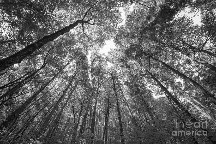 Standing Among Giants BW Photograph by Michael Ver Sprill
