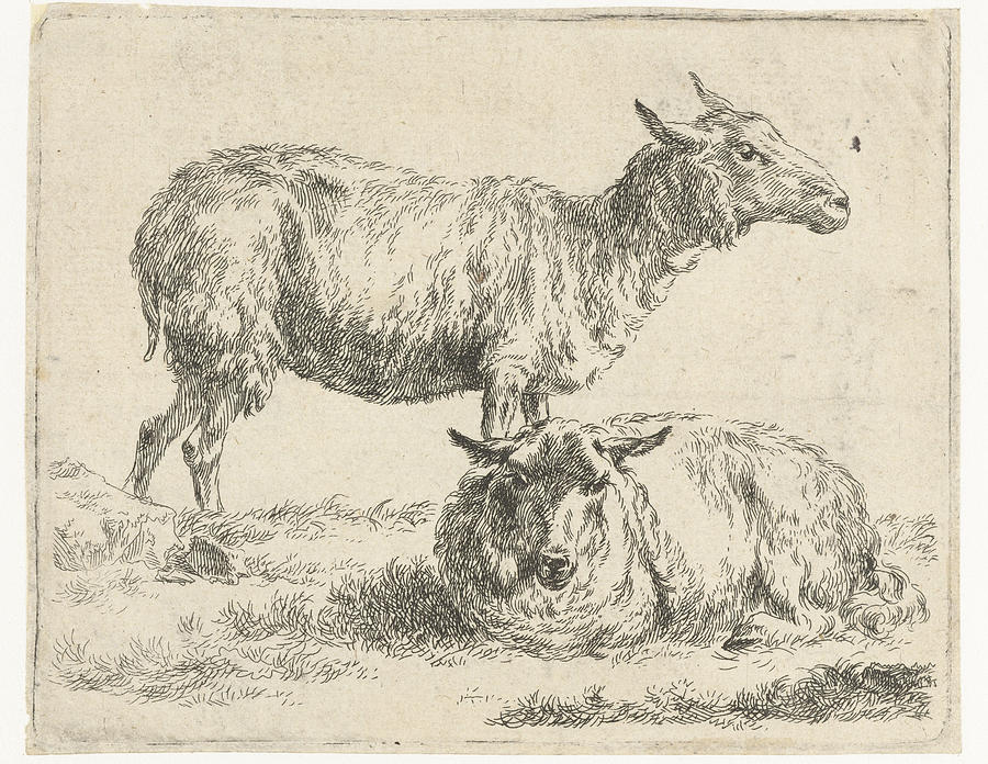 Sheep Drawing - Standing And Lying Sheep by Nicolaes Pietersz. Berchem
