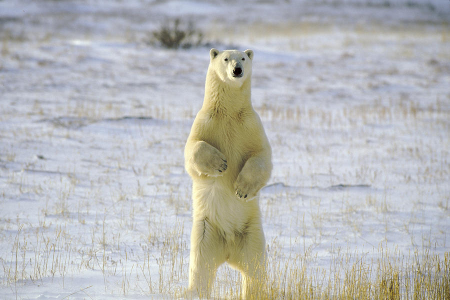 Standing Bear Photograph by Randy Green