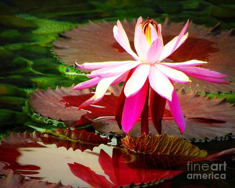 Water Lily Photograph - Standing beauty by Shawna Gibson