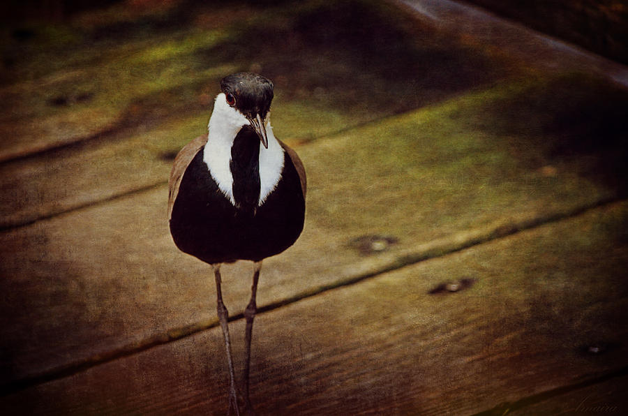 Standing Bird Photograph by Maria Angelica Maira