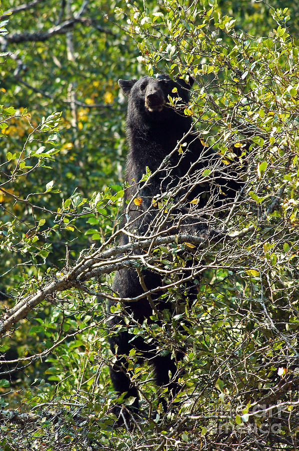 Standing Black Bear Photograph by Cindy Murphy - NightVisions 