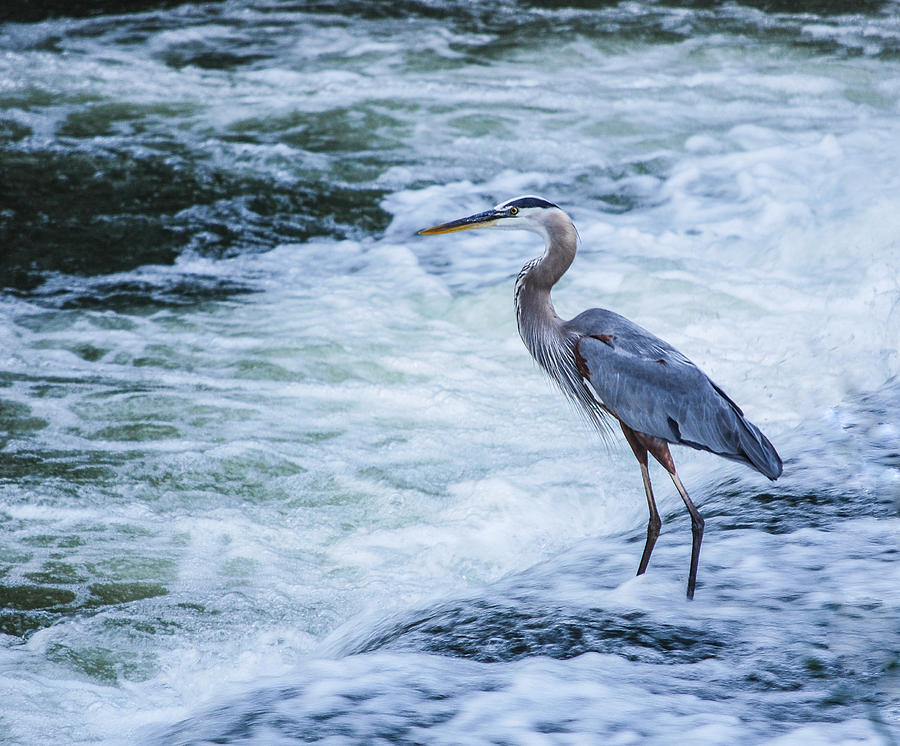 Standing Blue Heron Photograph by Lowell Monke