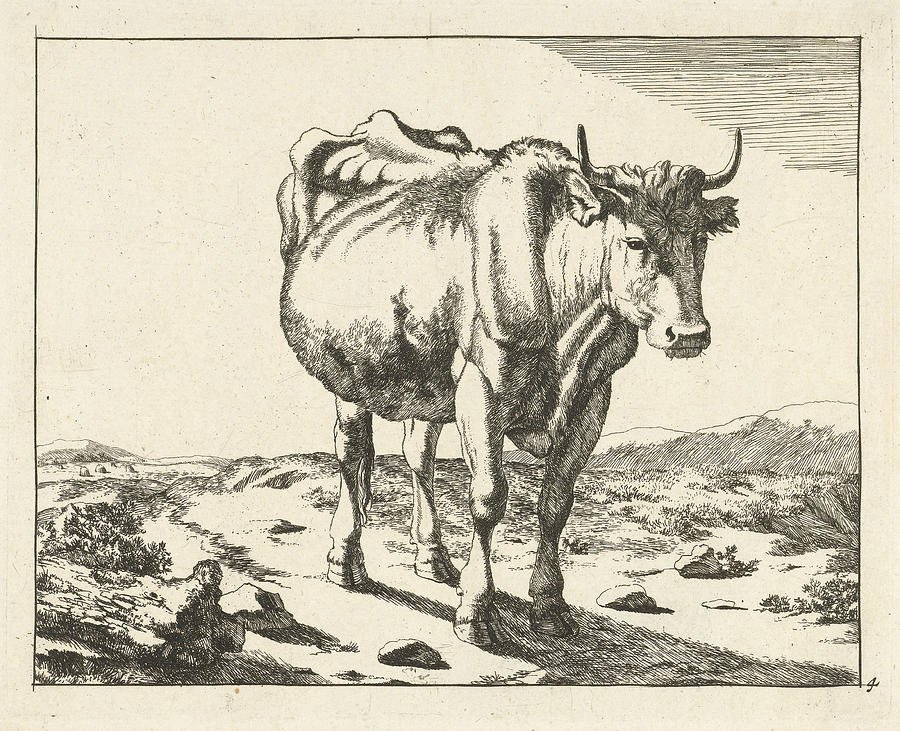 Standing Cow, Viewed From The Front, Print Maker Marcus De Drawing by ...