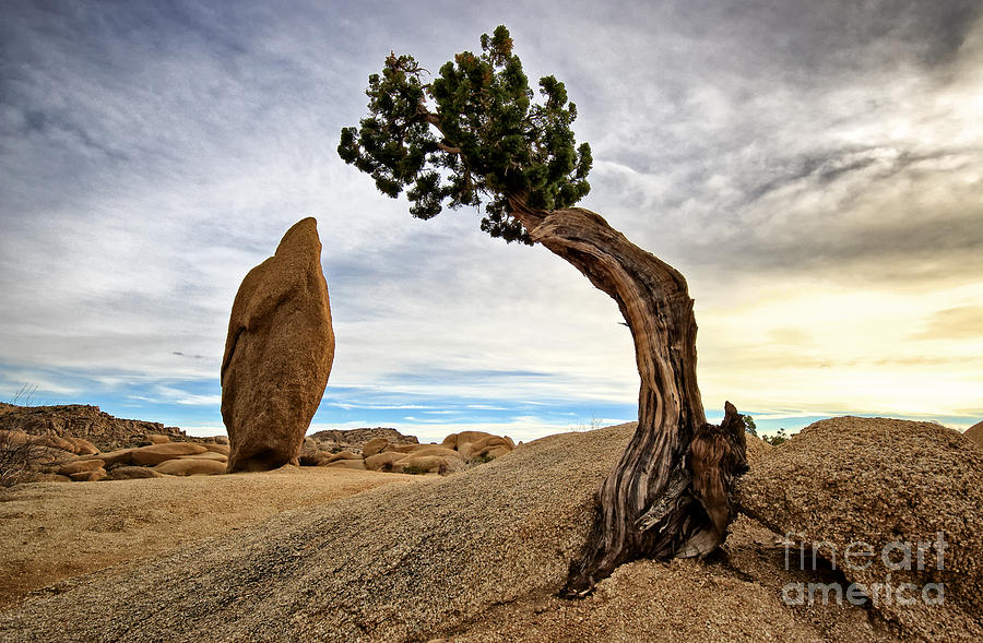 Standing Cedar Tree and Rock Photograph by Charline Xia