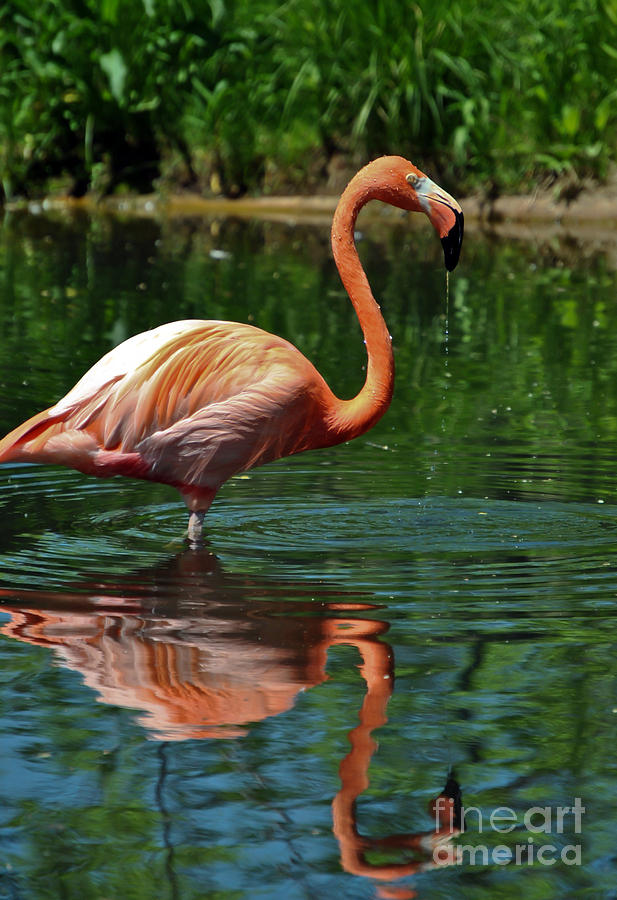 Standing Flamingo Photograph by PatriZio M Busnel