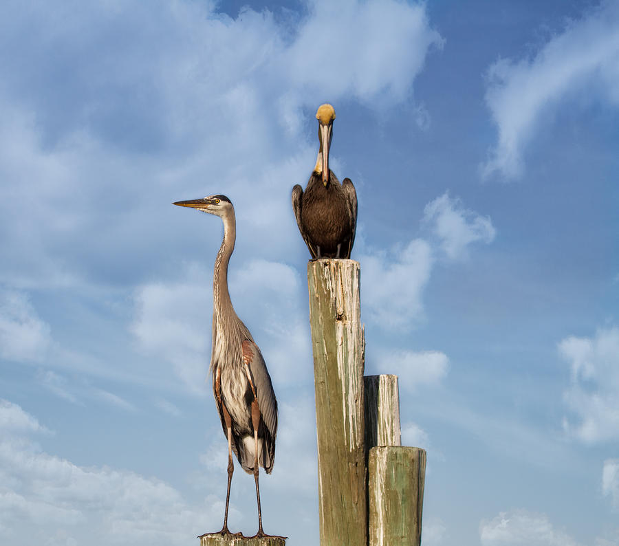Heron Photograph - Standing Guard by Kim Hojnacki