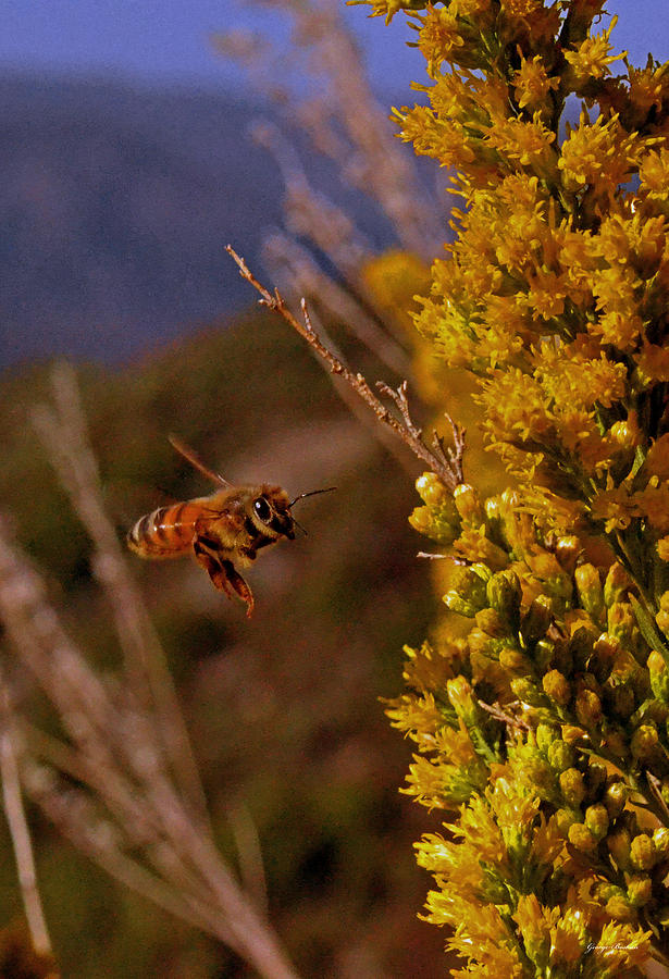 Honey Bee Photograph - Standing In Motion - Honey Bee 006 by George Bostian