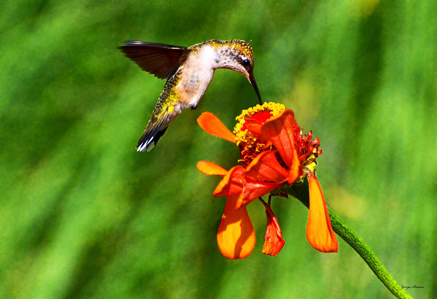Standing In Motion - Hummingbird 015 Photograph by George Bostian