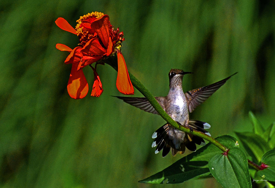 Standing In Motion - Hummingbird In Flight 011 Photograph by George Bostian