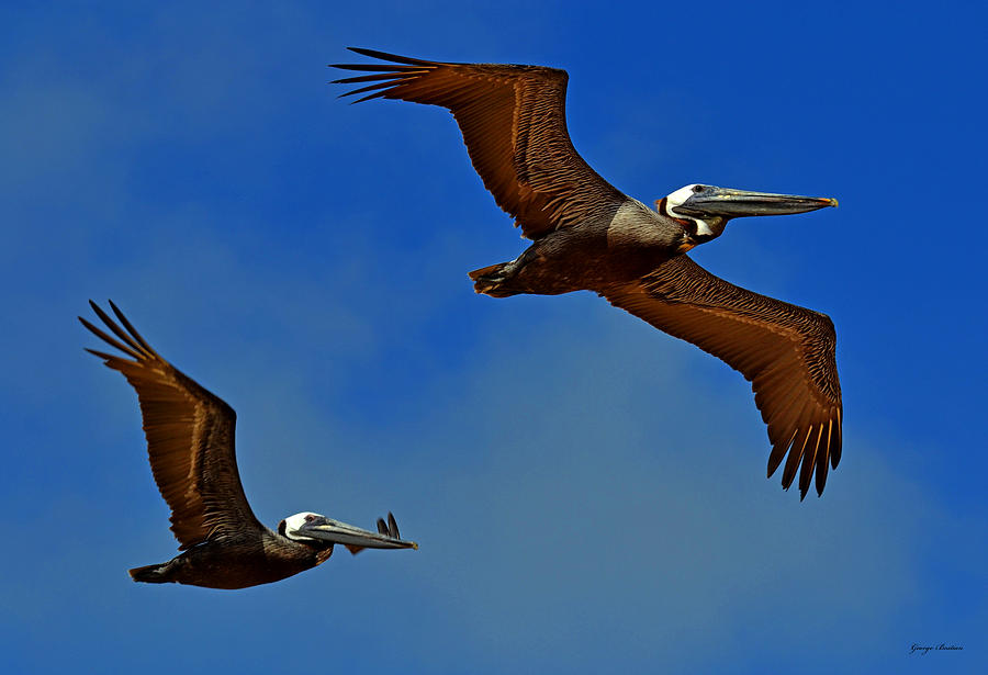 Standing In Motion - Pelicans In Flight 002 Photograph by George Bostian