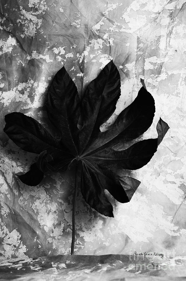 Black And White Photograph - Independent by Randi Grace Nilsberg