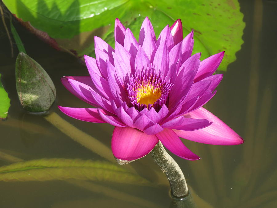 Standing Lotus Photograph by Wendy M Allen - Fine Art America