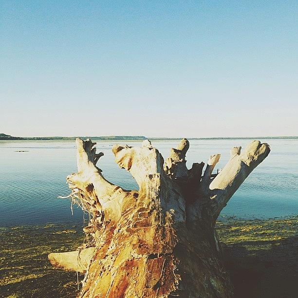 Standing On Drift Wood, Looking Out To Photograph by Patrick Lane