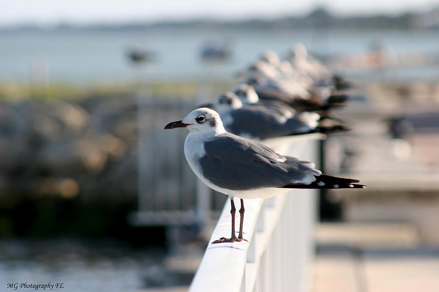Seagull Photograph - Standing Out by Marty Gayler Seagull Photograph - Standing Out by Marty Gayler