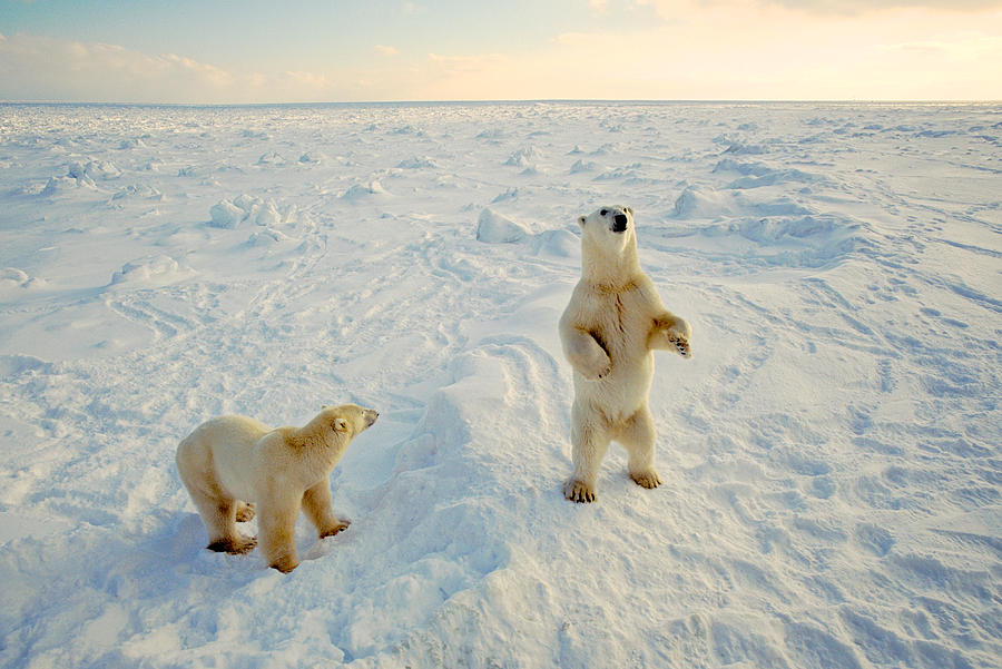 Standing Polar Bear Photograph by Randy Green