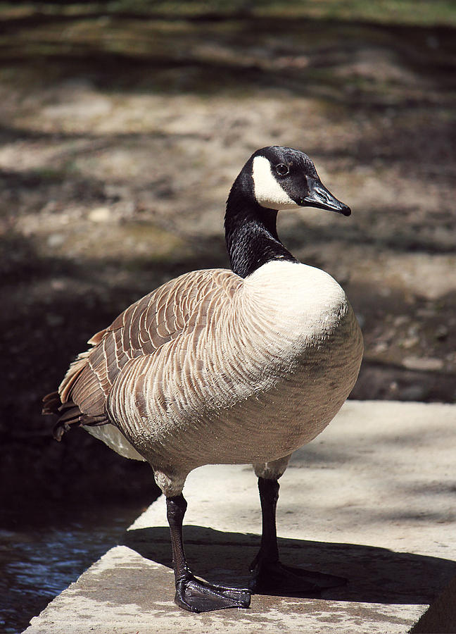 Geese Photograph - Standing Pretty by Melanie Lankford Photography