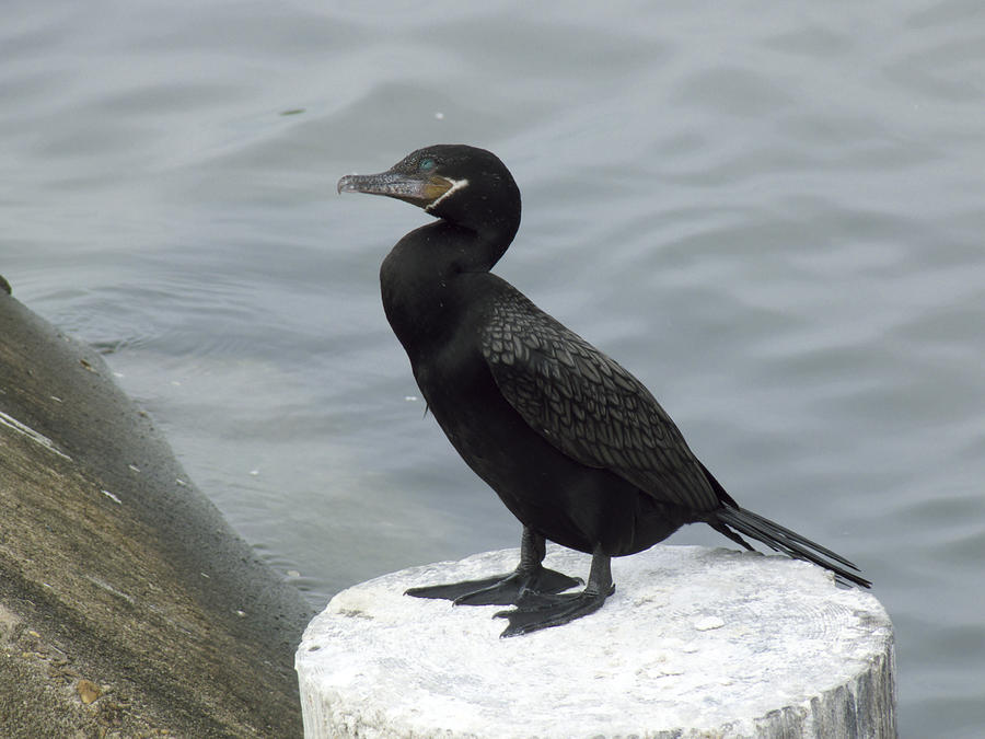 Cormorant Photograph - Standing pretty by Robert Brown Cormorant Photograph - Standing pretty by Robert Brown