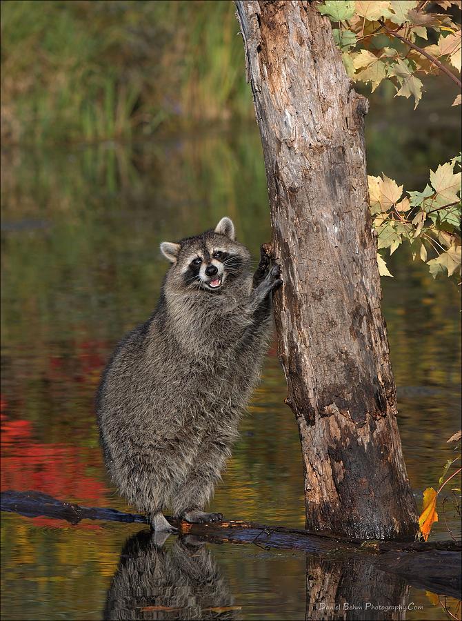 Standing Raccoon Photograph by Daniel Behm