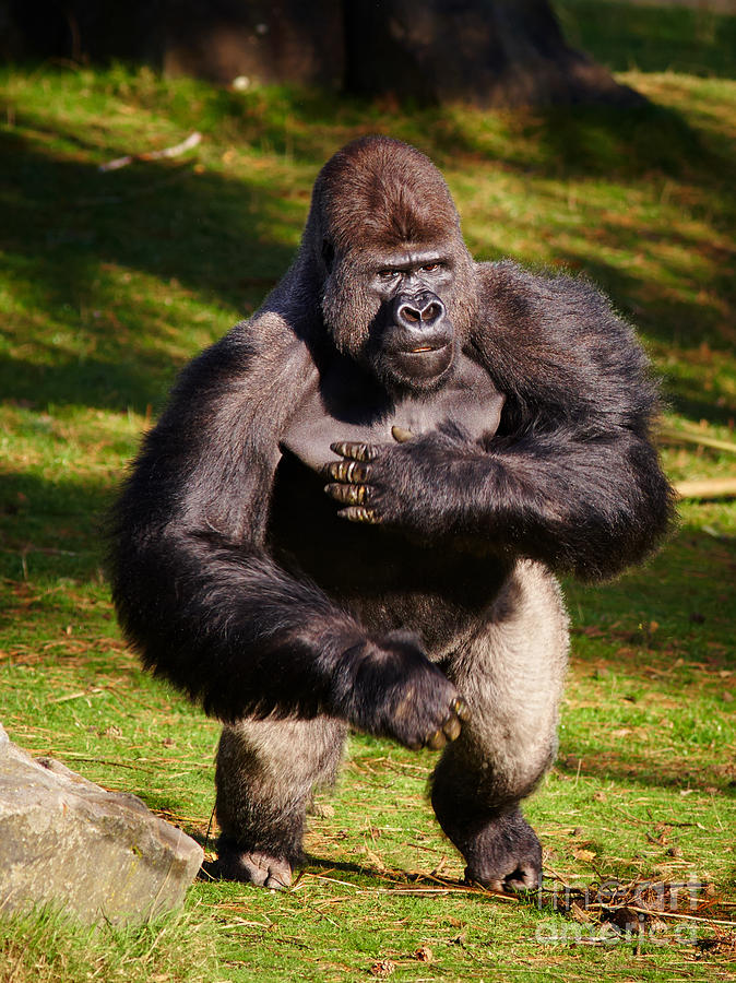 Standing Silverback Gorilla Photograph by Nick  Biemans