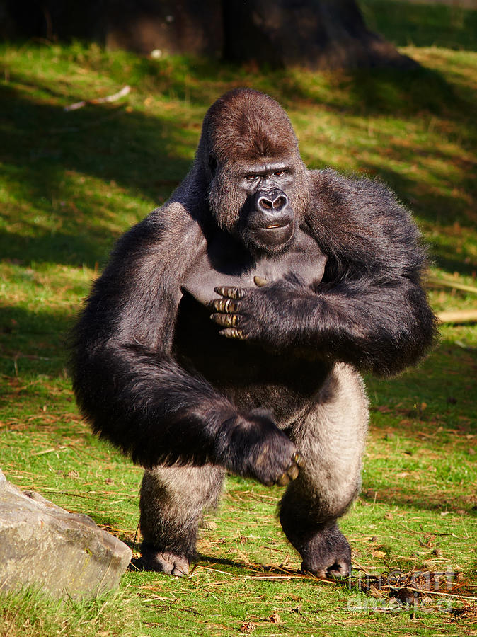 Nature Photograph - Standing Silverback Gorilla by Nick  Biemans