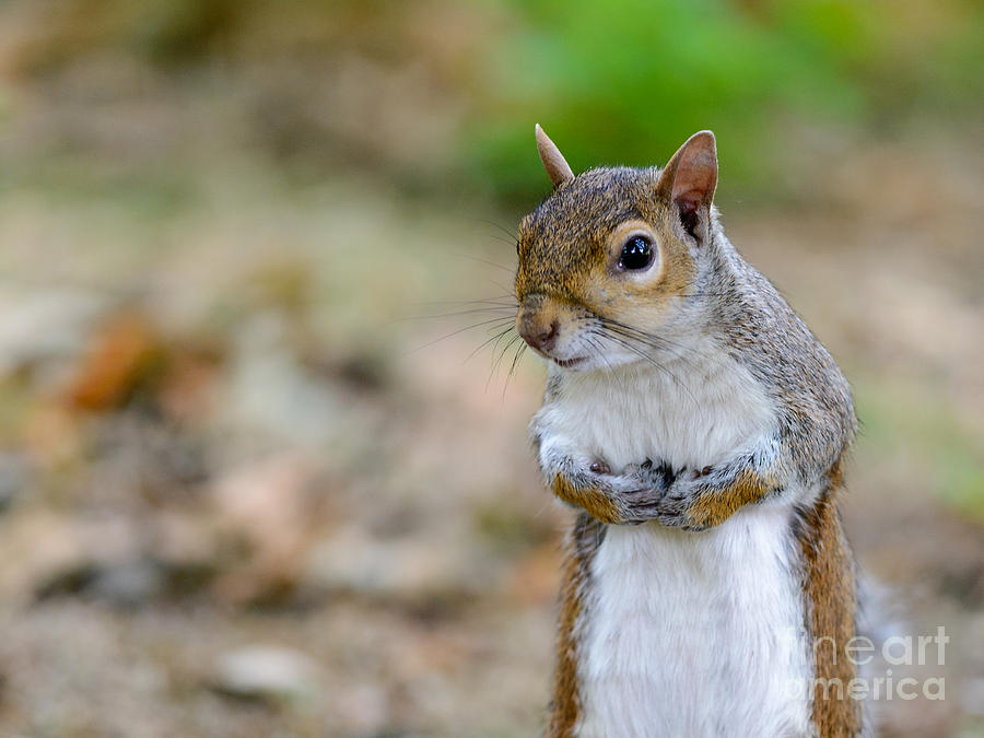 Standing Squirrel Photograph by Matt Malloy