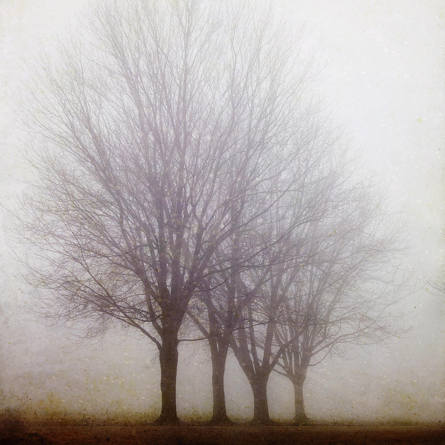 Tree Photograph - Standing Still by Irene Suchocki