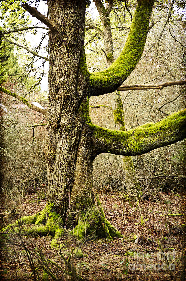 Standing Tall among the Forest Moss Photograph by Maria Janicki